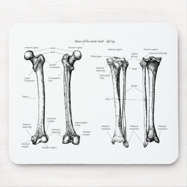 Bones of the Lower Limbs Mouse Mat (Front)