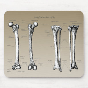 Bones of the lower limbs mouse mat