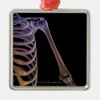 Bones of the Shoulder