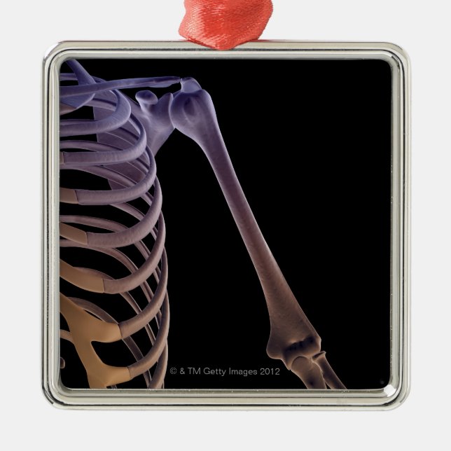Bones of the Shoulder Metal Tree Decoration (Front)