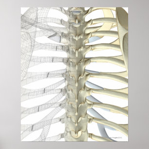 Bones of the Thoracic Vertebrae 2 Poster