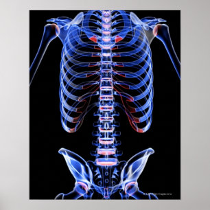 Bones of the Trunk 2 Poster