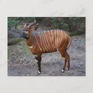 Bongo (Antelope) Postcard