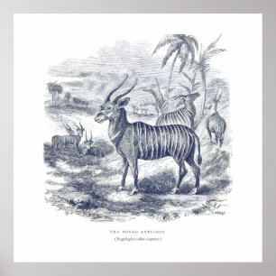 Bongo Antelope Premium Canvas (Gloss) Poster