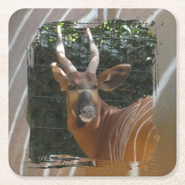 Bongo Antelope & Skin Border Coaster (Front)