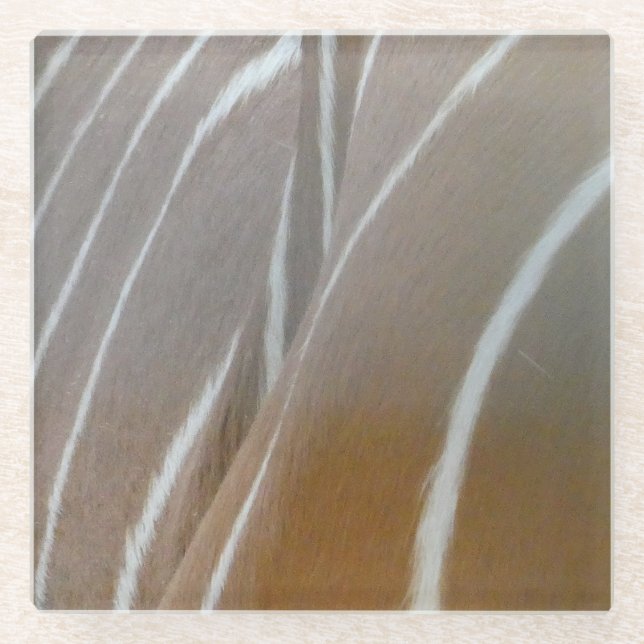 Bongo Antelope Skin Pattern Glass Coaster (Front)