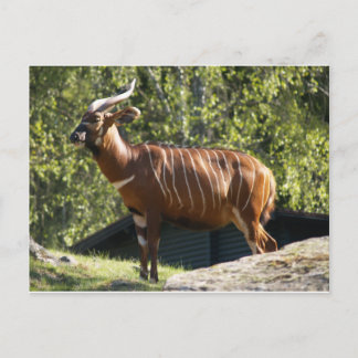 Bongo Postcard
