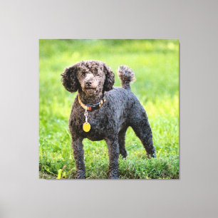 Bonjour Canvas Print