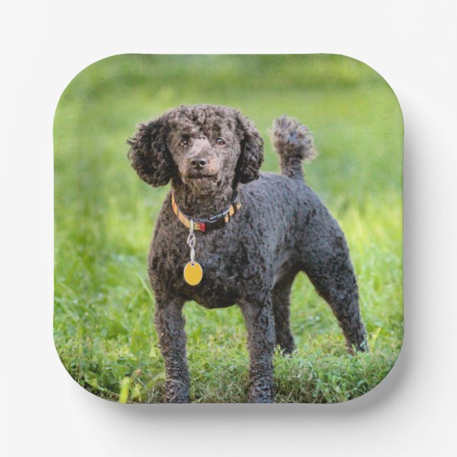 BonJour    Paper Plate (Front)