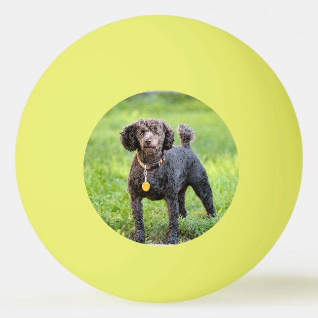 Bonjour Ping Pong Ball (Front)