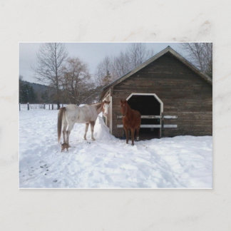 Bonnie & Clyde Postcard