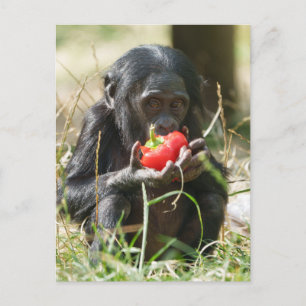Bonobo's Picnic Postcard
