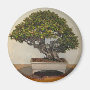 Bonsai at National Arboretum, Washington D.C. Magnet