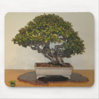 Bonsai at National Arboretum, Washington D.C. Mouse Mat