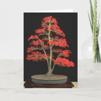 Bonsai Blank Card
