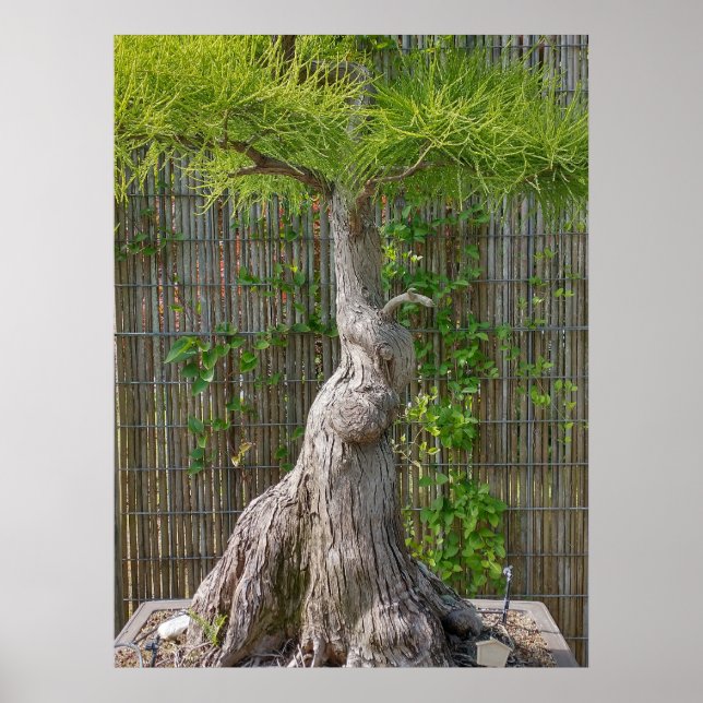 Bonsai Eejit Tree  Poster (Front)