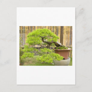 Bonsai Greetings/Invitation Postcard