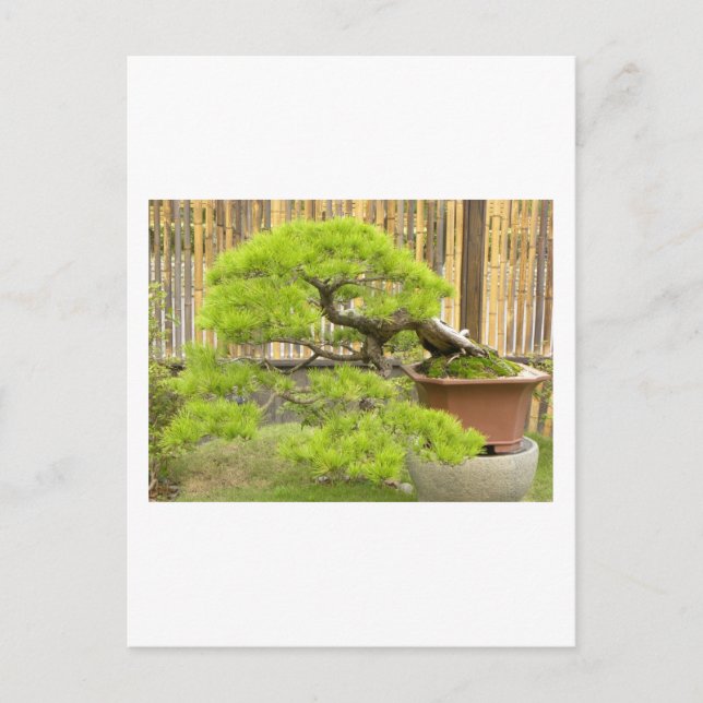 Bonsai Greetings/Invitation Postcard (Front)
