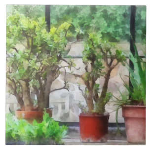 Bonsai in Greenhouse Tile