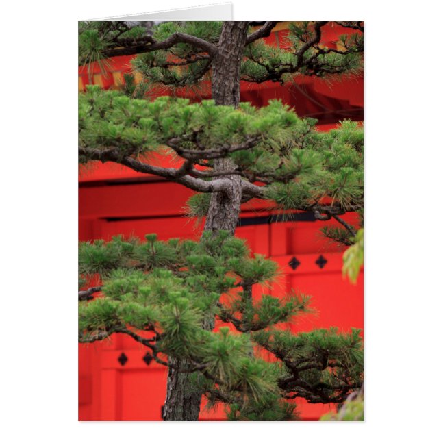 Bonsai Pine Tree (Front)