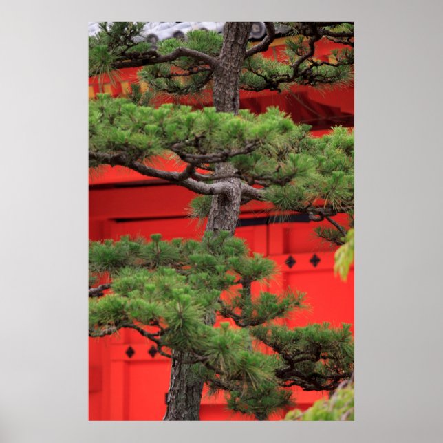Bonsai Pine Tree Poster (Front)