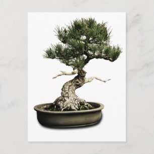 Bonsai Postcard