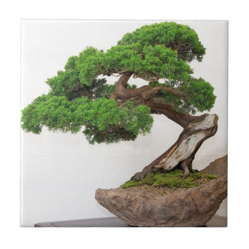 Image of Bonsai tree- natural Tile
