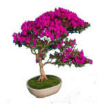 Bonsay Fuxia Standing Photo Sculpture<br><div class="desc">Preciosa foto escultura de un bonsay para decorar tu hogar</div>