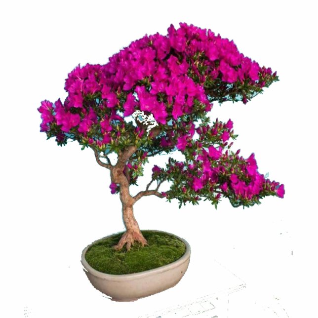 Bonsay Fuxia Standing Photo Sculpture (Front)