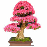 Bonsay Rosa Standing Photo Sculpture<br><div class="desc">Preciosa foto escultura de un bonsay para decorar tu hogar</div>