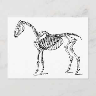 Bony Horse Postcard