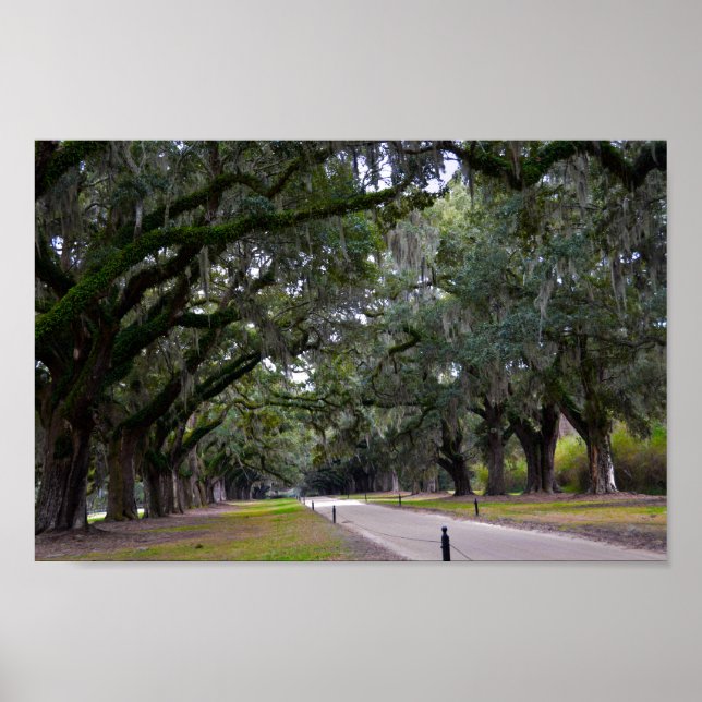 Boone Hall Avenue of Oaks in South Carolina Poster (Front)