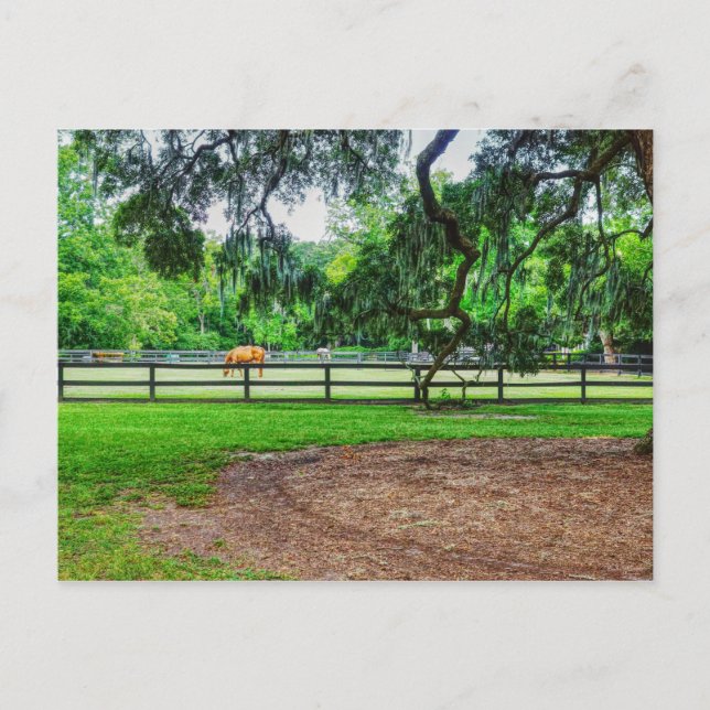 Boone Hall Stables Postcard (Front)
