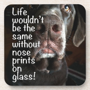 Boop My Nose Chocolate Lab Close-Up Photograph Coaster