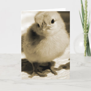 Boot's Chick Card