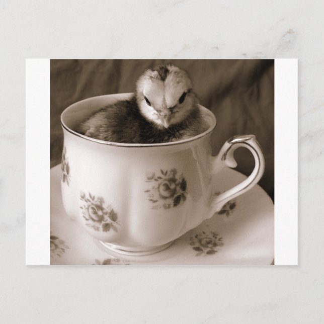 Boots In A Tea Cup Postcard (Front)