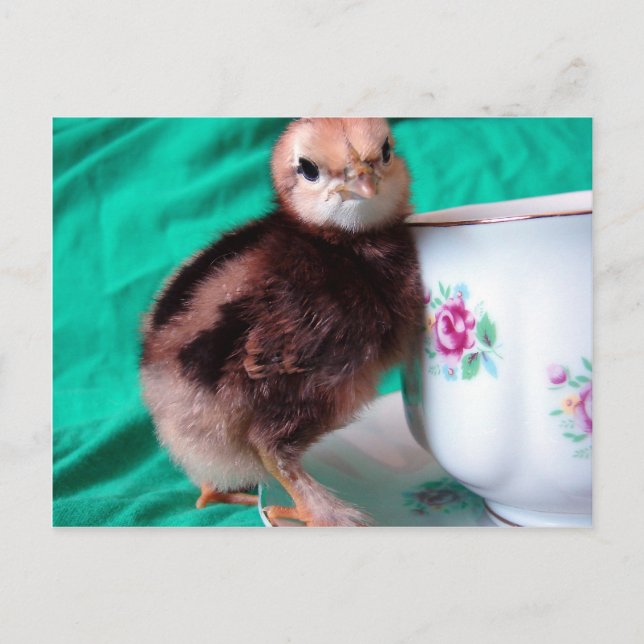 Boots Postcard (Front)