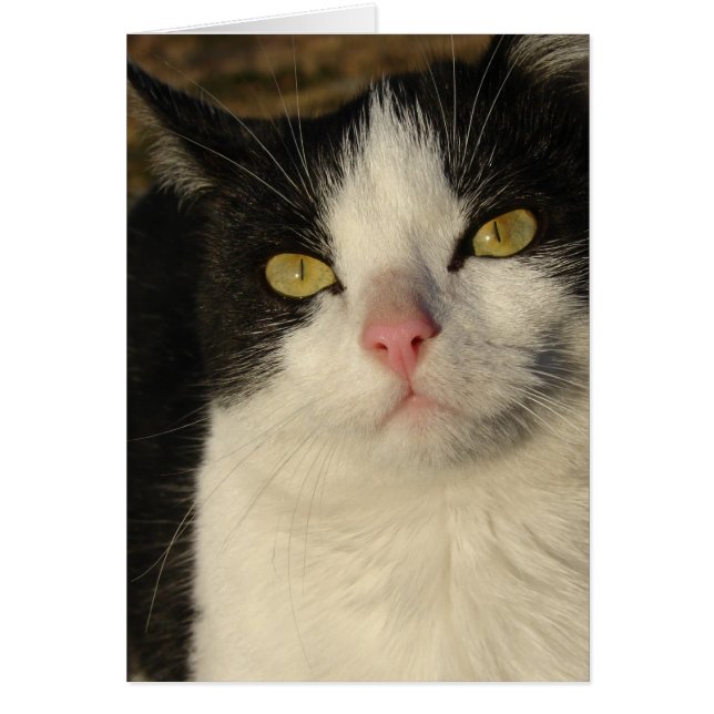 Boots the Kitten (Front)