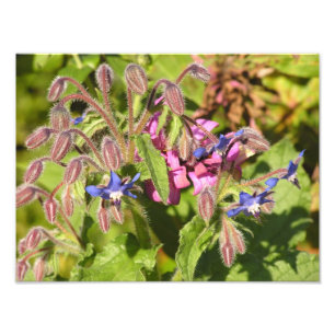 Borage (Borago officinalis) Photo Print