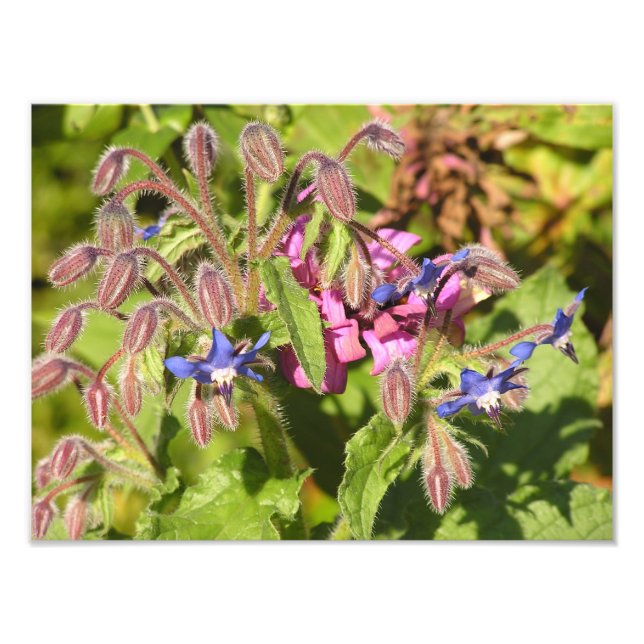 Borage (Borago officinalis) Photo Print (Front)