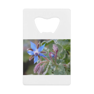 Borage Star Flower