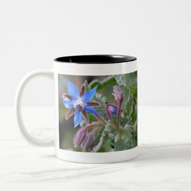 Borage Star Flower Two-Tone Coffee Mug (Left)