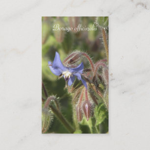 Borago officinalis blue flower close-up business card