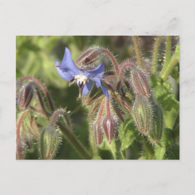 Borago officinalis flowers postcard (Front)