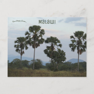 Borassus Aethiopum Palm at Mvuu Camp in Malawi Postcard
