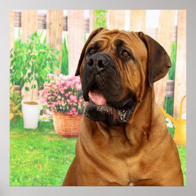 Bordeaux Mastiff Poster (Front)