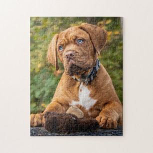 Bordeaux Puppy Dog Playful Dogue Jigsaw Puzzle