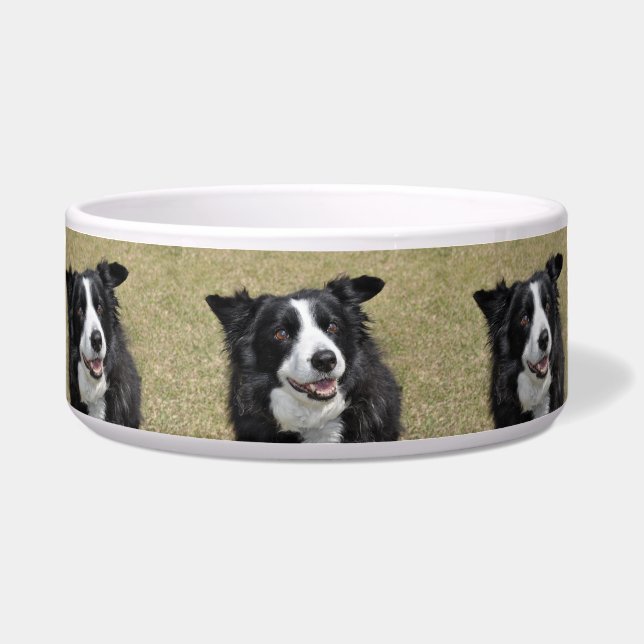 Border collie (Front)