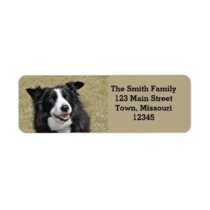 Border collie