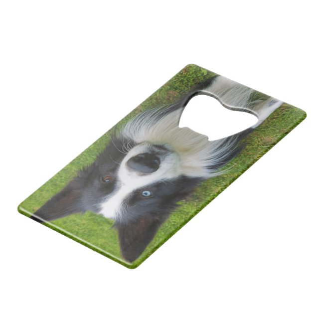 Border Collie (Front Angled)